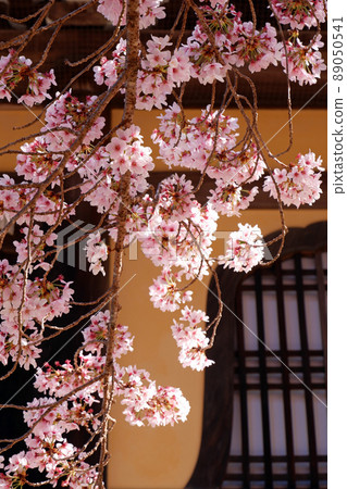 Beautiful cherry blossoms at Nanzenji Temple in Kyoto 89050541