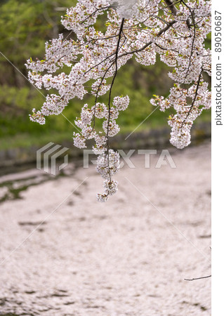 春天的上杉神社護城河和櫻花風景山形縣米澤市 春天的上杉神社護城河和櫻花風景山形縣米澤市 89050687