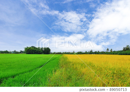 2 color fields, yellow and green rice fields 89050713