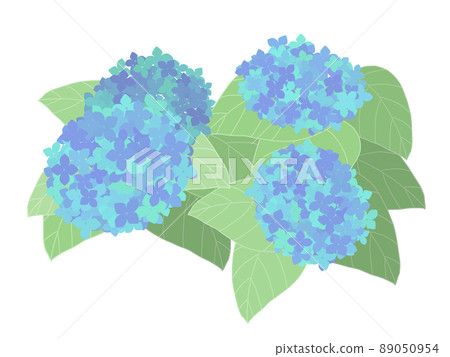 繡球花的插圖 繡球花的插圖 89050954