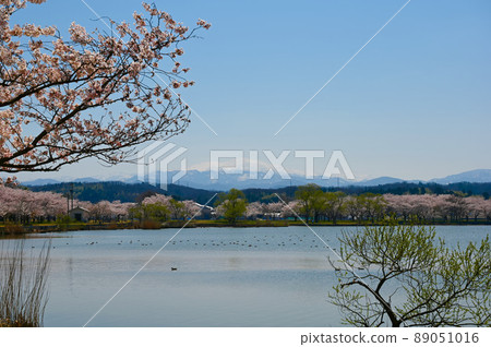 Kibagata Kibagata Park Sakura Komatsu City 89051016