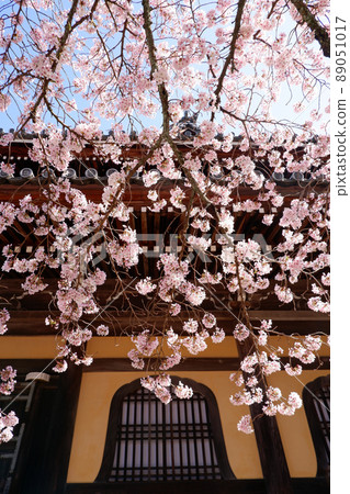 Beautiful cherry blossoms at Nanzenji Temple in Kyoto Beautiful cherry blossoms at Nanzenji Temple in Kyoto 89051017