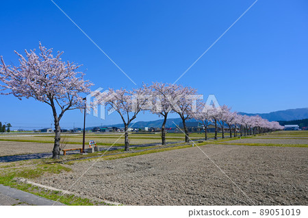 健康路櫻花並木能美市 健康路櫻花並木能美市 89051019