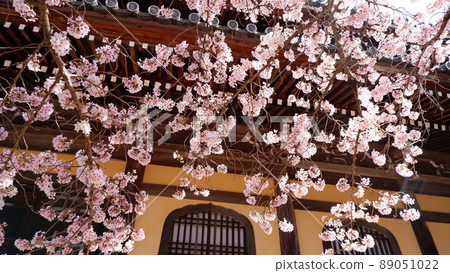 Beautiful cherry blossoms at Nanzenji Temple in Kyoto 89051022