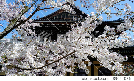Beautiful cherry blossoms at Nanzenji Temple in Kyoto 89051026