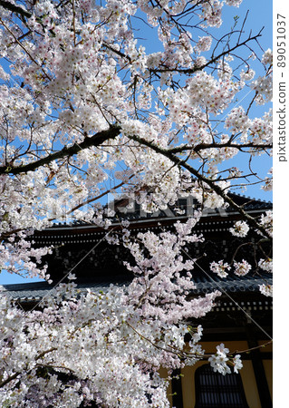 京都南禪寺美麗的櫻花 89051037