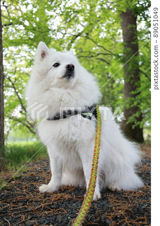 Japanese Spitz and Fresh Green 89051049