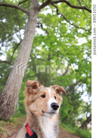 Sheltie 和新鮮的綠色 Sheltie 和新鮮的綠色 89051050