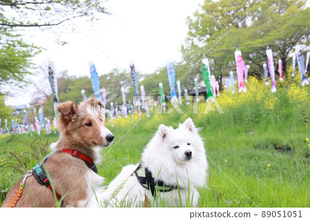鯉魚飄帶、日本斯皮茨和 Sheltie 鯉魚飄帶、日本斯皮茨和 Sheltie 89051051