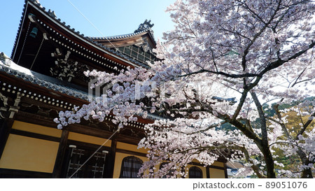 Beautiful cherry blossoms at Nanzenji Temple in Kyoto 89051076