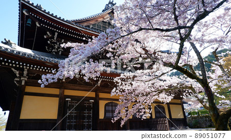 Beautiful cherry blossoms at Nanzenji Temple in Kyoto Beautiful cherry blossoms at Nanzenji Temple in Kyoto 89051077