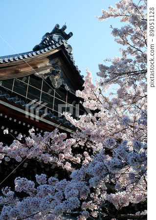 京都南禪寺美麗的櫻花 京都南禪寺美麗的櫻花 89051128