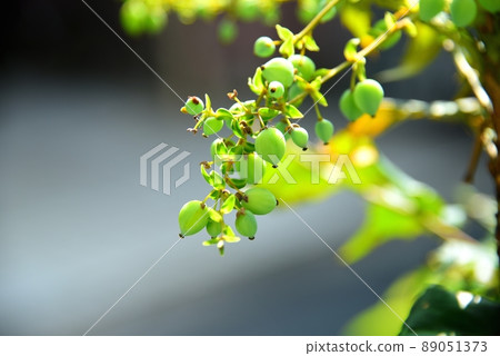 Mahonia japonica fruit Mahonia japonica fruit 89051373