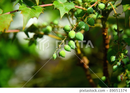 Mahonia japonica fruit 89051374