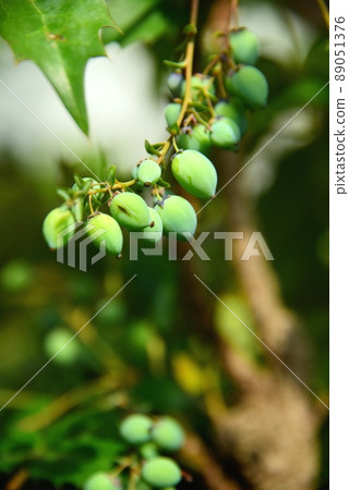 Mahonia japonica fruit Mahonia japonica fruit 89051376