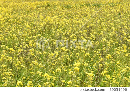 油菜田 89051496