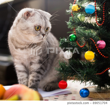 Curious cat sitting on table next to small christmas tree Curious cat sitting on table next to small christmas tree 89051704