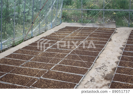 Paddy Paddy 89051737