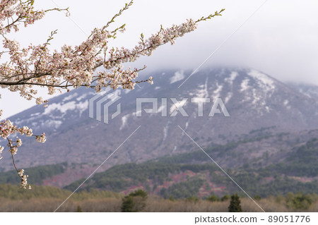 萬代山，春天萬代山牧場的櫻花和晨霧，福島縣豬苗代町 89051776