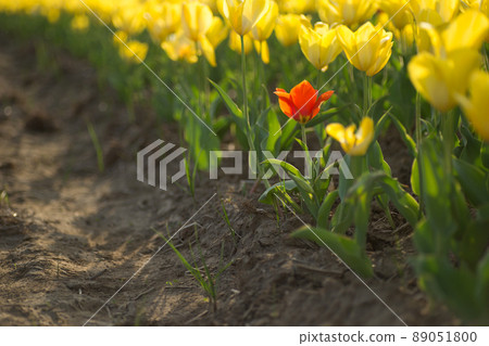 Only one tulip has a different color 89051800