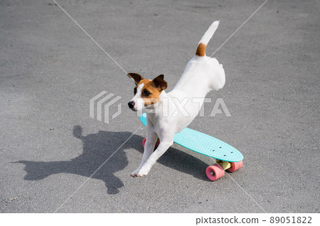 The dog rides a penny board outdoors. Jack russell terrier performing tricks on a skateboard The dog rides a penny board outdoors. Jack russell terrier performing tricks on a skateboard 89051822
