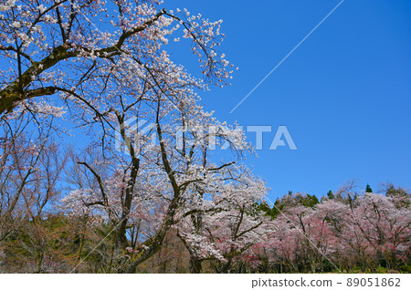 樹公園櫻花白山市 89051862