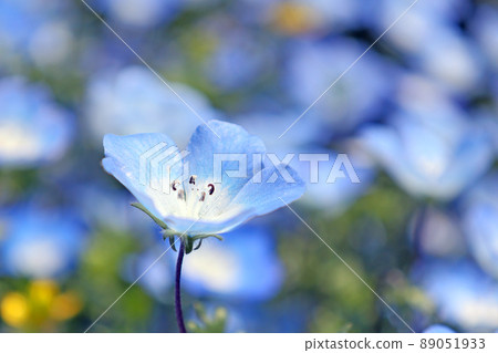 Nemophila 89051933