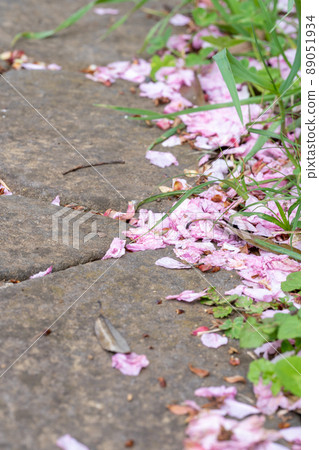 Cherry blossom petals at the roadside Cherry blossom petals at the roadside 89051934