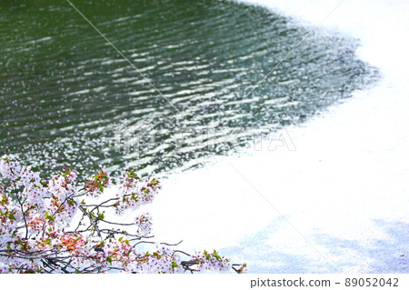櫻花花瓣漂浮在弘前公園追求門周圍的護城河中 櫻花花瓣漂浮在弘前公園追求門周圍的護城河中 89052042