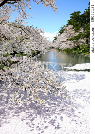 Cherry blossom petals floating in the moat around Hirosaki Park Pursuit Gate and cherry blossoms in full bloom 89052181