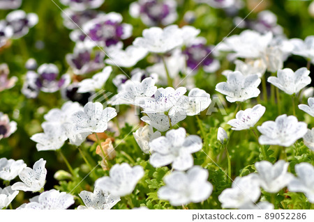 Nemophila · Snow Storm Nemophila · Snow Storm 89052286
