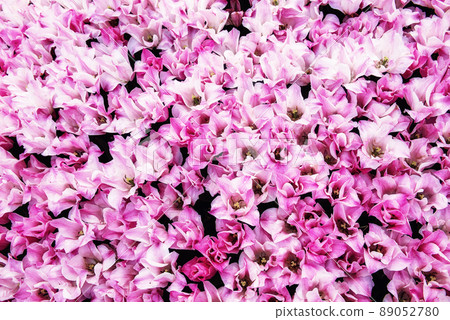 Pink tulip flowers 89052780