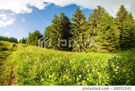 Beautiful nature and wonderful landscape with lush green forests and vegetation in the Synevyr valley of the Carpathian mountains in Ukraine. Fresh green meadows and blooming wildflowers. 89052841