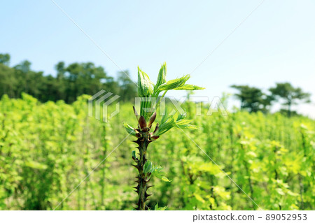 elm elm oak tree 89052953