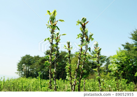 elm elm oak tree 89052955