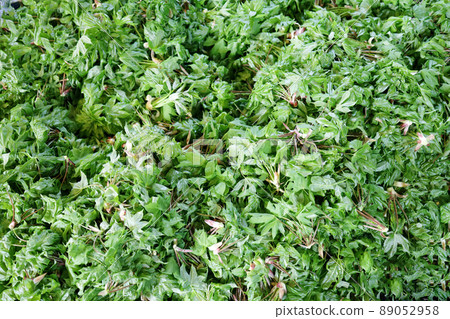 Kelly elm elm oleum oleracea Kelly elm elm oleum oleracea 89052958