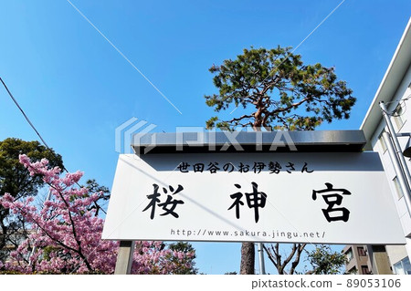 Kawazu Sakura at Sakura Jingu Shrine, Setagaya-ku, Tokyo 89053106