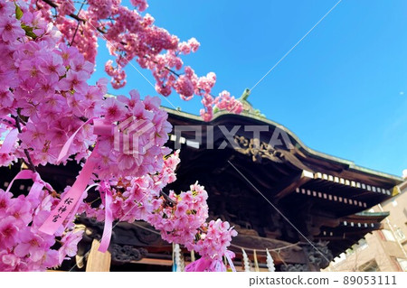 東京世田谷區佐倉神宮的河津櫻 89053111