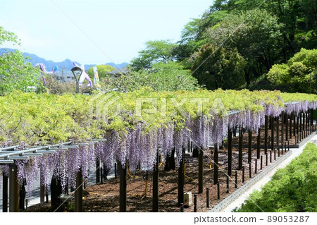  Wisteria flowers 89053287