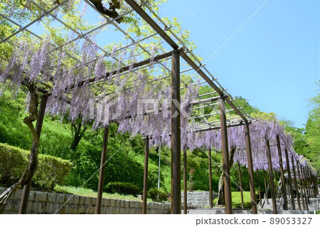 Wisteria flowers Wisteria flowers 89053327