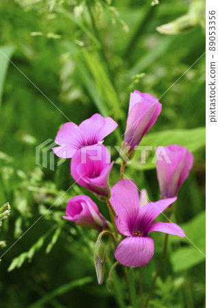 Weeds in Senba Park, Mito City, Ibaraki Prefecture Pink-sorrel 89053356