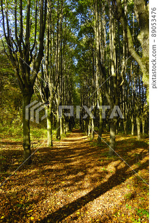 Lush green and old forests in Kharkiv National Park with high biodiversity, Ukraine. 89053476