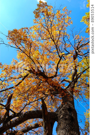 Aumnal colored foliage of oak tree. Ukraine. National park 89053514