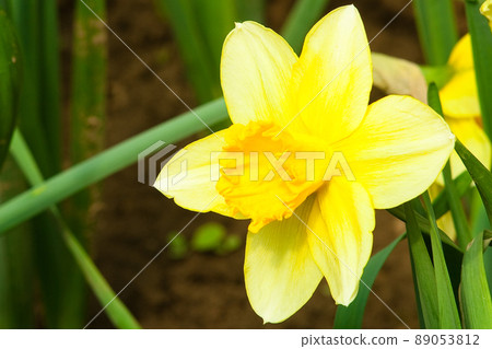 Flowers blooming in woodland close to the village. Close-up of flowers. 89053812