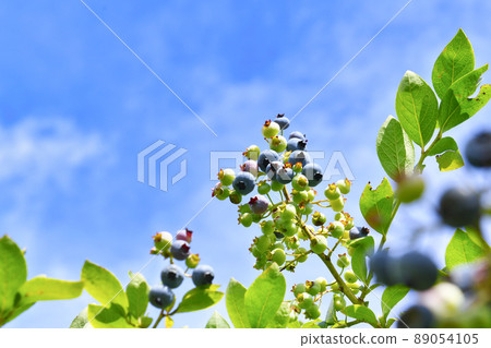 Blueberry and blue sky Blueberry and blue sky 89054105