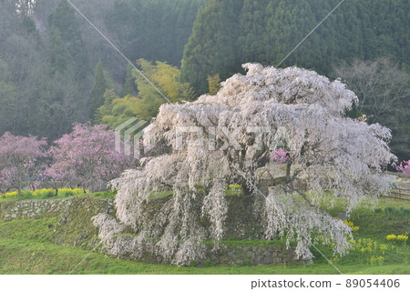 [奈良縣宇田市]又兵衛櫻 89054406