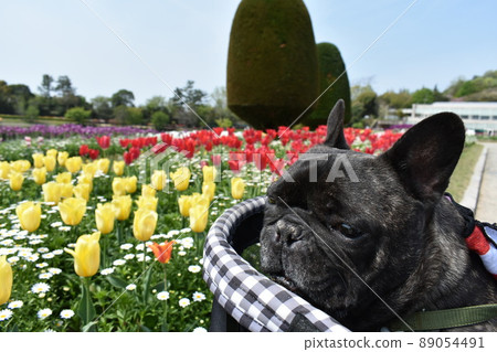 在鬱金香領域的法國鬥牛犬 89054491