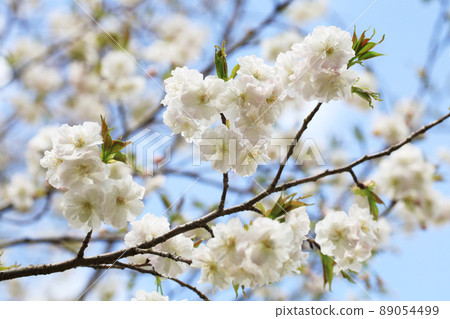 White double cherry blossoms (early and evening mountains) White double cherry blossoms (early and evening mountains) 89054499