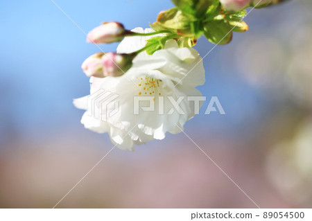 Yae Sakura close-up (white mystery) Yae Sakura close-up (white mystery) 89054500
