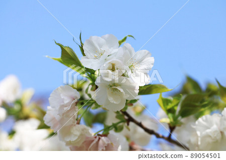 Double cherry blossoms (white) Double cherry blossoms (white) 89054501